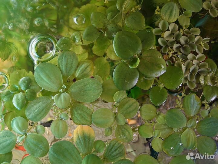 Аквариумные растения разные