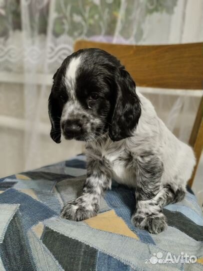 Щенок русского охотничьего спаниеля