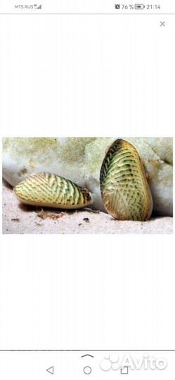 Креветки,рыбки,корм,малюски,грунт