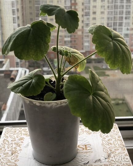 Пеларгония герань