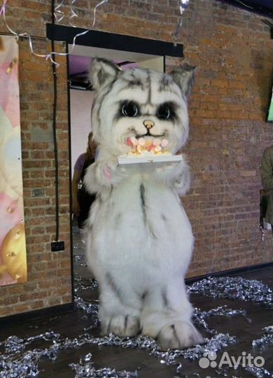 Ростовой кот Мажор