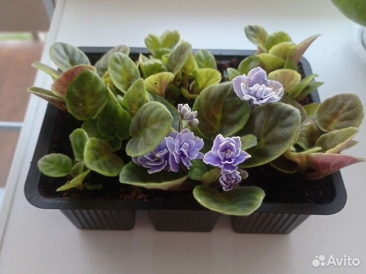 Фиалки детки