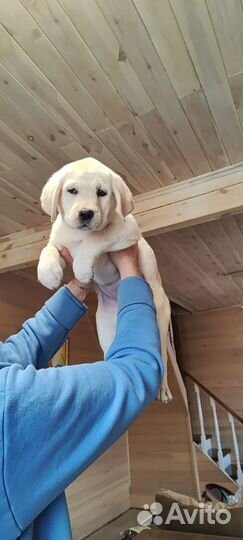 Щенок лабрадора