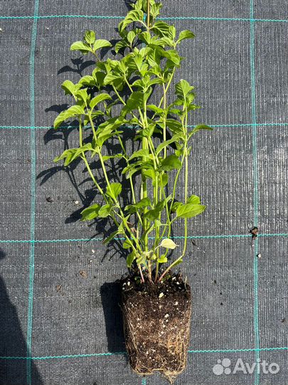 Саженцы мяты сортовой