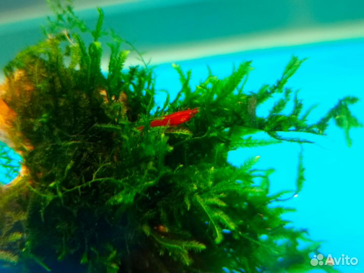 Аквариумные креветки