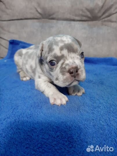 Щенки французского бульдога