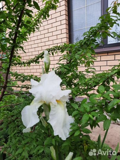 Ирисы сортовые бородатые