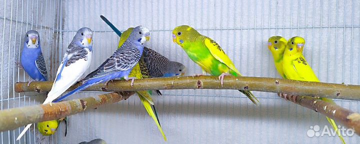 Волнистый попугай (малыши, из гнезда, ручные)