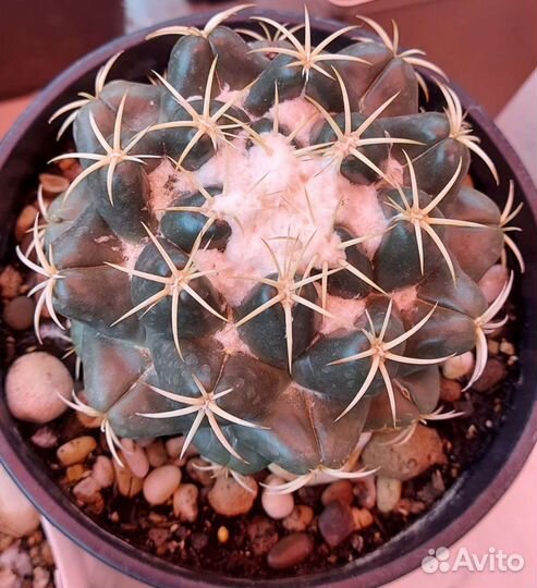 Суккуленты и кактусы