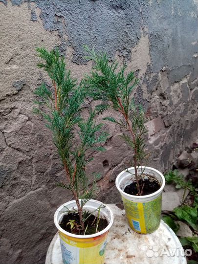 Можжевельник