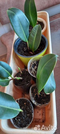 Фикус каучуконосный большой