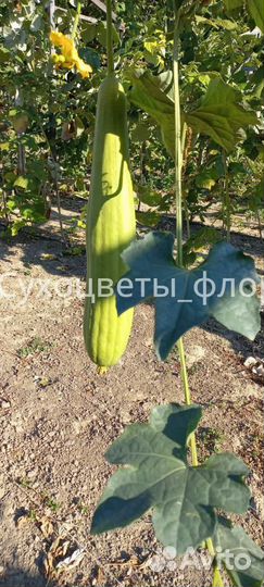 Семена люффы