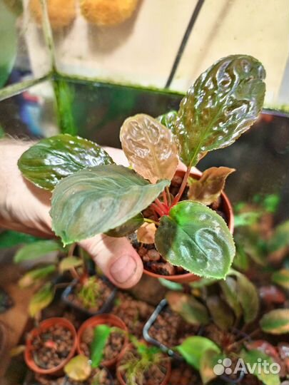 Хомаломена sp. besar orange