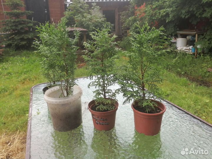 Хвойный микс