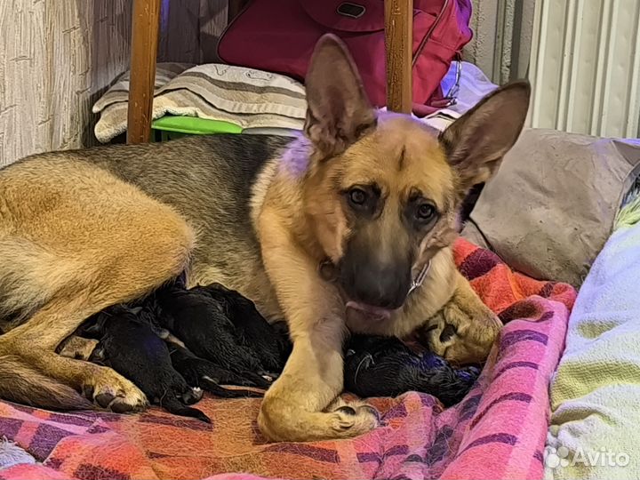 Немецкая овчарка