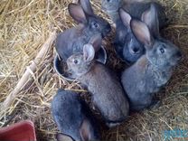 Продам кролик, кролики. Кроликов мясной породы