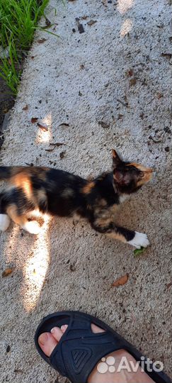 Отдам в добрые руки