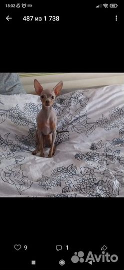 Продам щенков