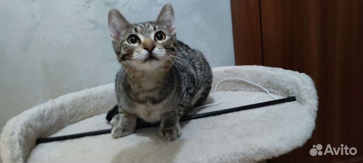 Котенок Джек