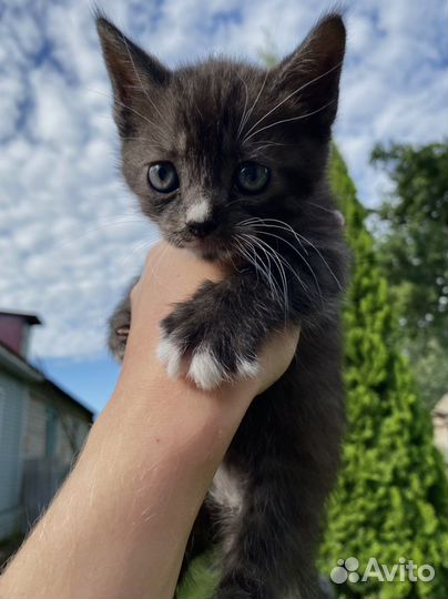 Британская