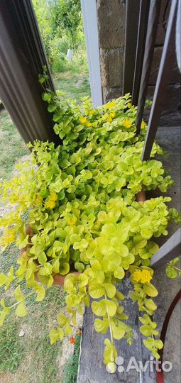 Вербейник монетчатый