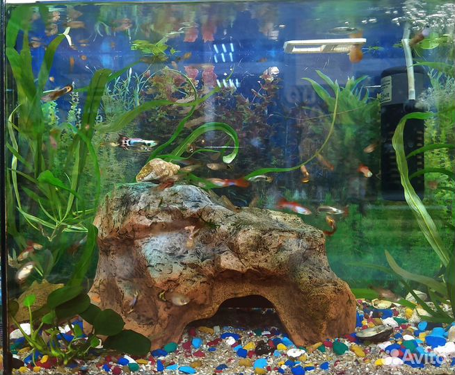 Продам рыбок для аквариума