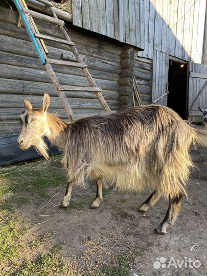 Продаем козу молочной породы с козленком
