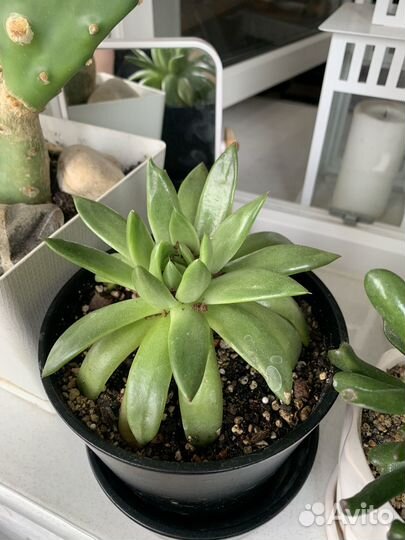 Комнатные растения цветы