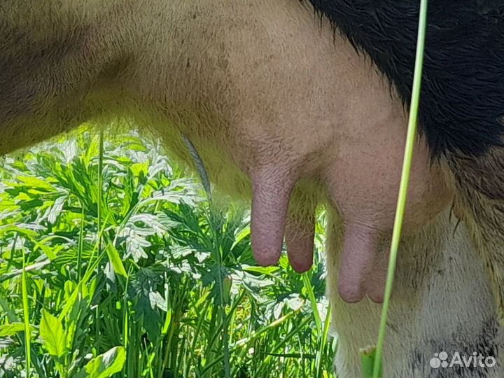 Айширская корова