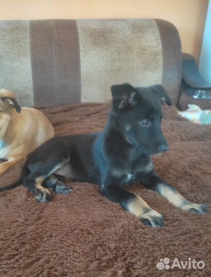 Щенок Яночка