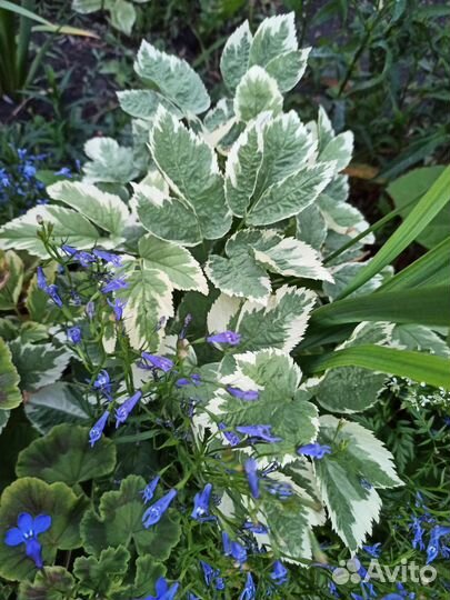 Сныть Вариегата