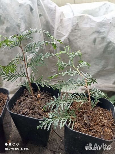 Можжевельник, туя Брабант