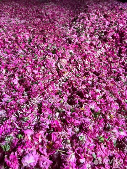 Крымская роза лепестки бутоны