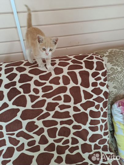 Отдам кота в добрые руки