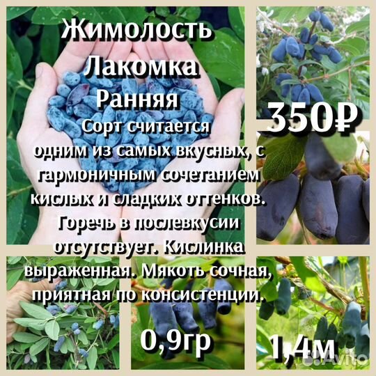 Жимолость 2ух летки