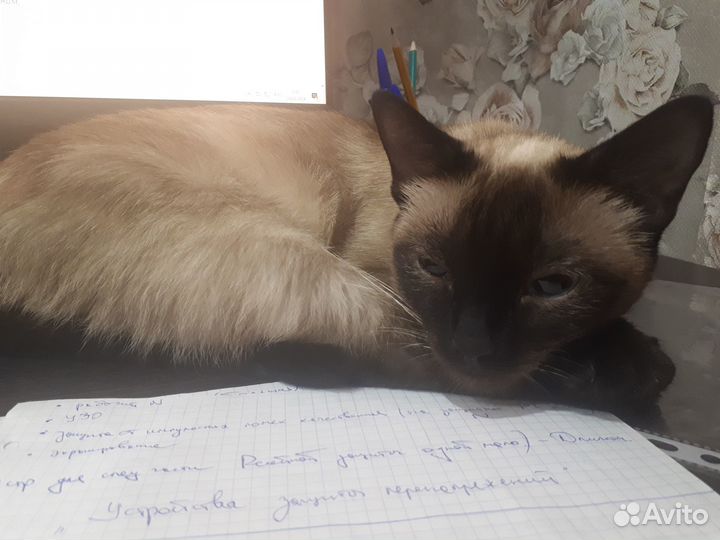 Котенок Тайский