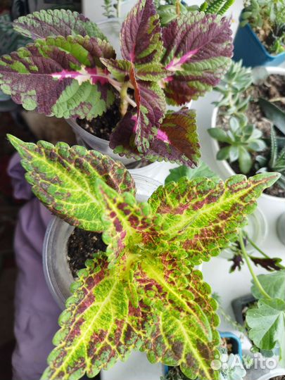 Разные растения