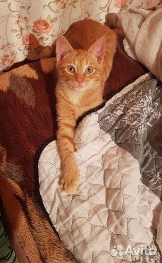 Рыжий котенок в дар
