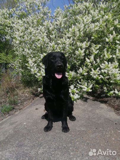 Лабрадор ретривер