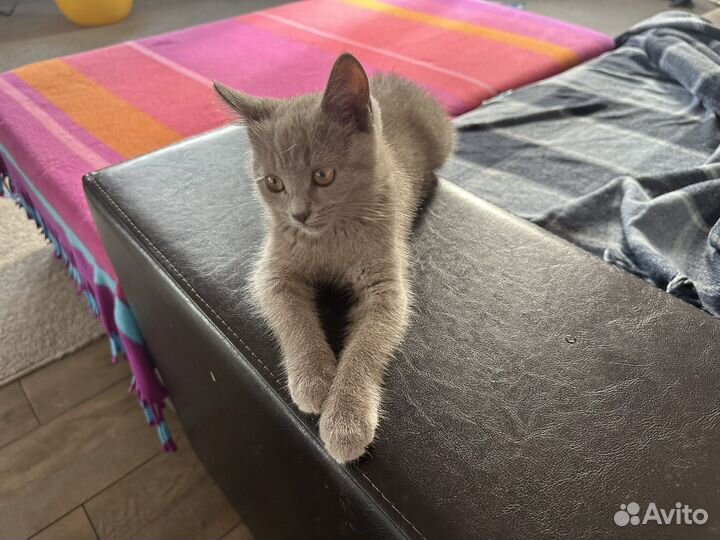 Отдам кота в добрые руки