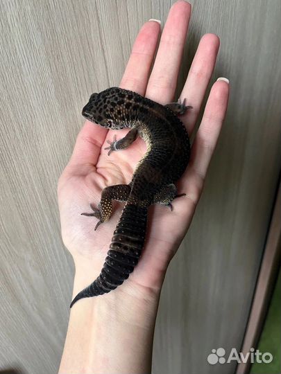 Эублефары Black Night