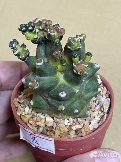 Gymnocalycium monstrose