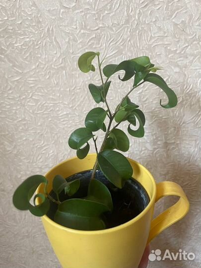 Фикус кучерявый
