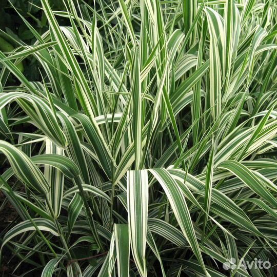 Фалярис тростниковый. Саженцы, рассада