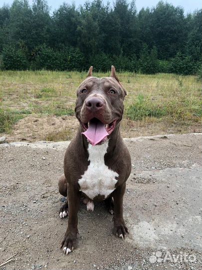 Вязка Питбуль