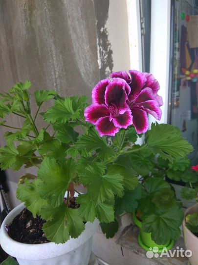 Пеларгония(герань) продажа и обмен