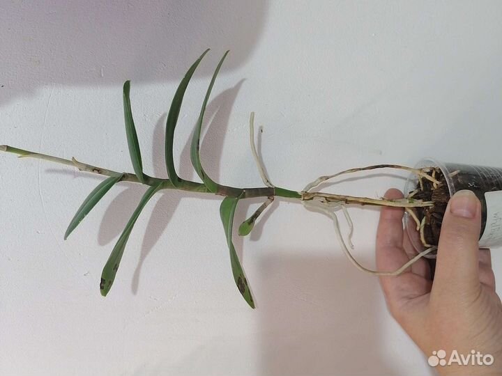 Орхидеи ч. 3