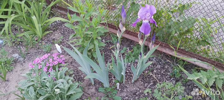 Цветы многолетние садовые саженцы (обмен)