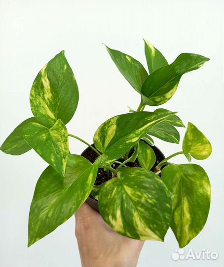 Сциндапсус золотистый