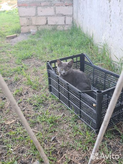 Котята в добрые руки, девочки, лапочки